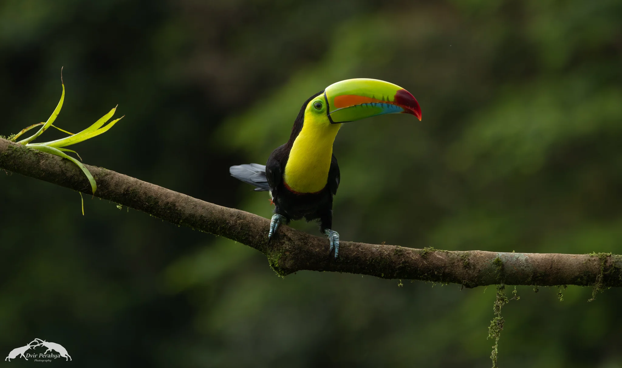 Keel-billed toucan, Boca Tapada